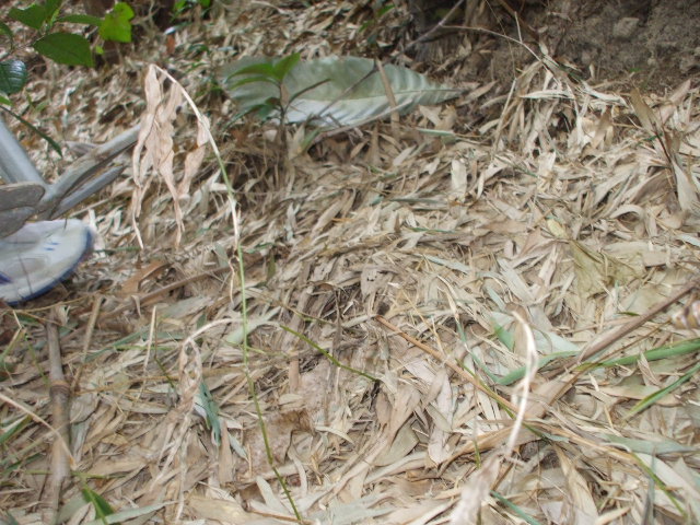 c0138868_1348084.jpg