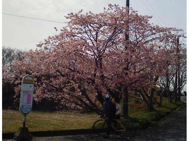 c0087392_2246189.jpg