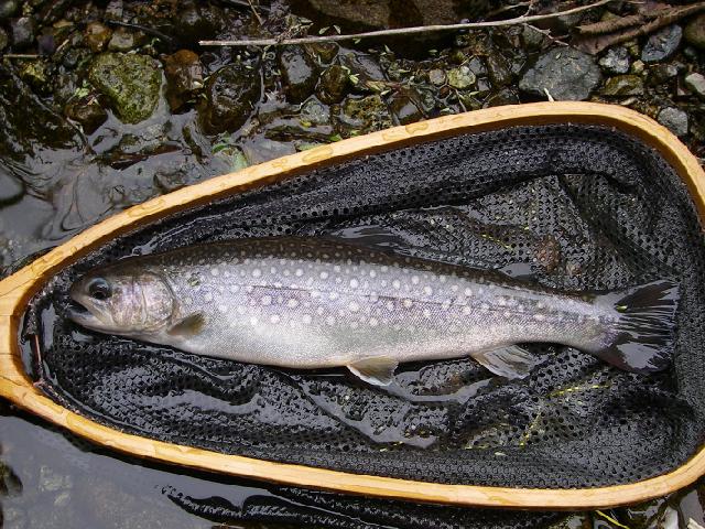 e0144195_12325821.jpg