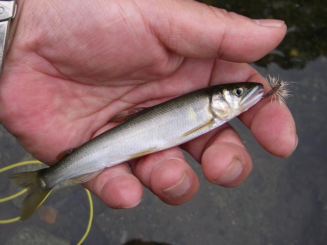 e0144195_12352011.jpg