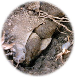 e0014000_13505011.jpg