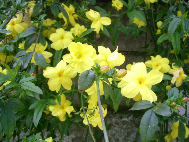 e0025300_1143477.jpg