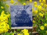 e0145711_106816.jpg