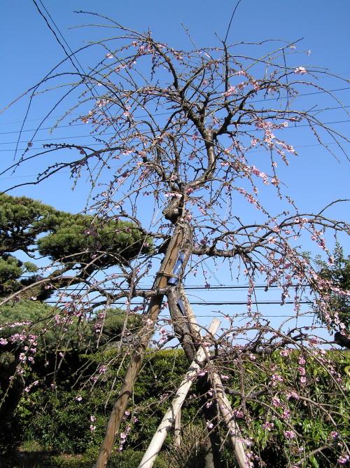 c0034029_10283653.jpg