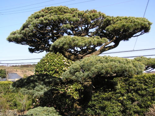 c0034029_10285082.jpg