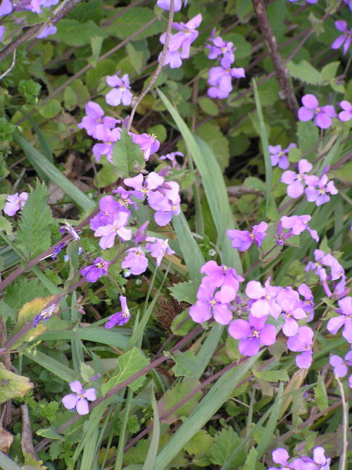 c0034029_114616.jpg