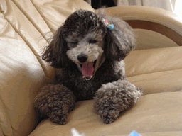 c0136736_18425629.gif