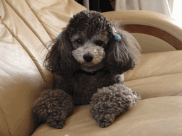 c0136736_18435925.gif