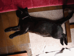 c0136736_1846534.gif