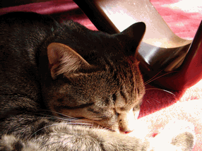 c0136736_18481573.gif