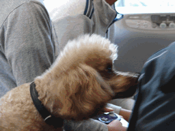 c0136736_18513439.gif