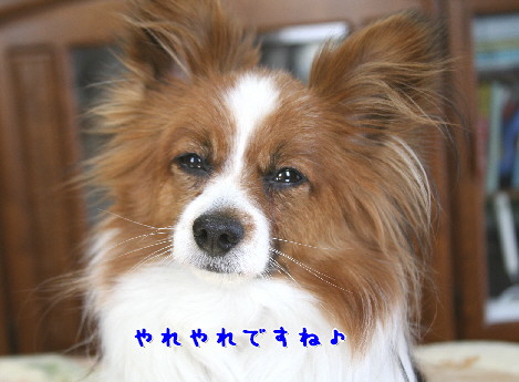 d0013149_13353911.jpg