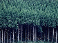 a0030168_114425.jpg
