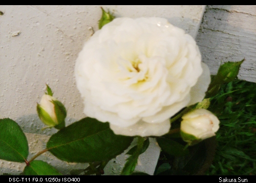 b0111106_22561990.jpg