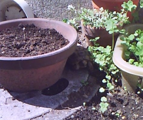 c0128710_17474073.jpg