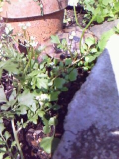 c0128710_17503692.jpg