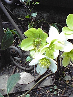 f0049813_932318.jpg
