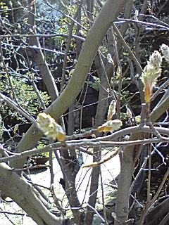 f0049813_932368.jpg