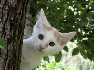 d0029829_13545239.gif