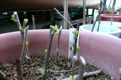 e0033229_2011534.jpg