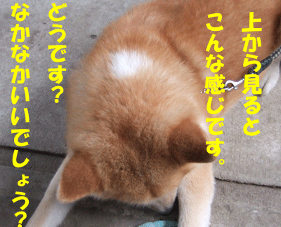 f0008935_1310214.gif