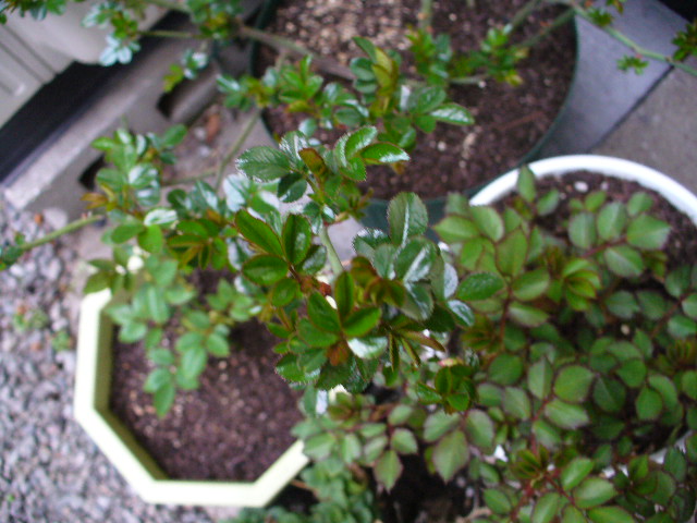 f0074659_221315.jpg