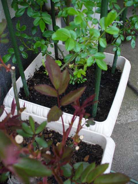 f0074659_22284631.jpg