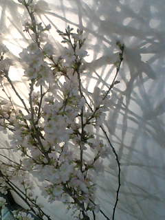 f0100480_1954523.jpg