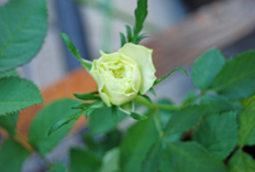 a0062983_17384590.jpg
