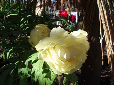 c0105785_1011076.jpg