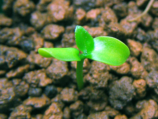 コブミカンの発芽, kaffir lime germination
