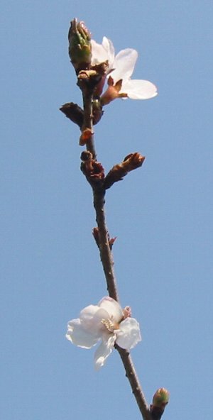 e0122199_12215770.jpg