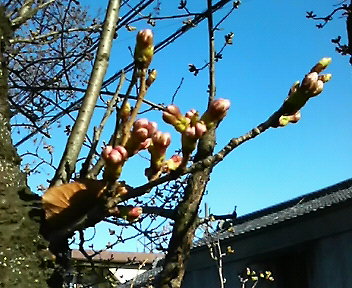 e0033013_1120916.jpg
