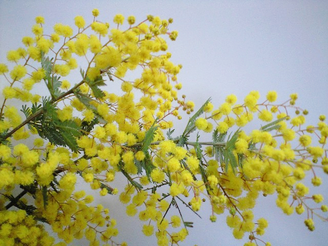 e0123920_1735733.jpg