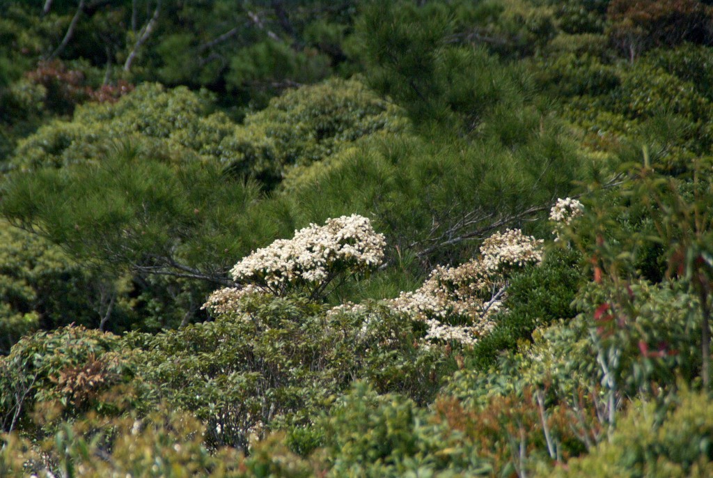 d0053930_18251172.jpg