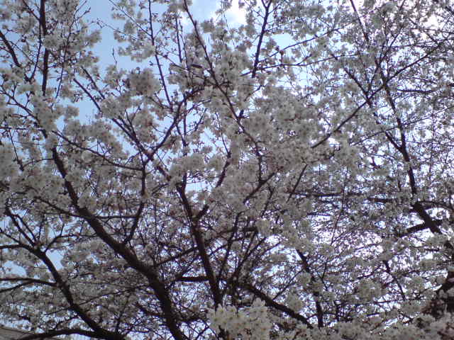 a0046339_1610155.jpg