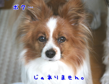 d0013149_1301729.jpg