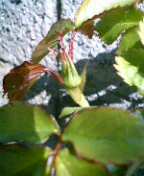 f0074659_1033213.jpg