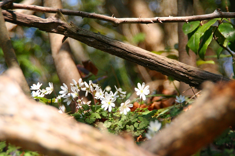e0024081_21322619.jpg