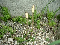 f0149988_20293380.jpg