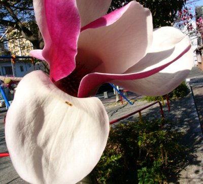 a0031000_10235478.jpg