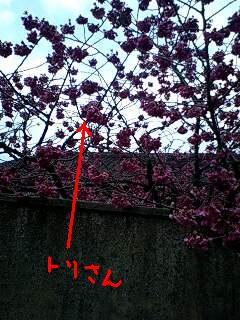 c0087305_8164583.jpg