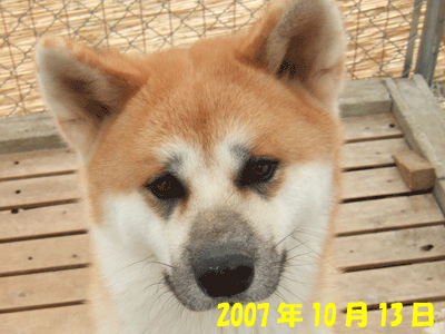 f0008935_15291294.gif