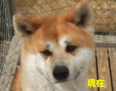 f0008935_15293665.gif