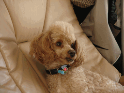 c0136736_2239355.gif