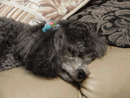 c0136736_2248013.gif