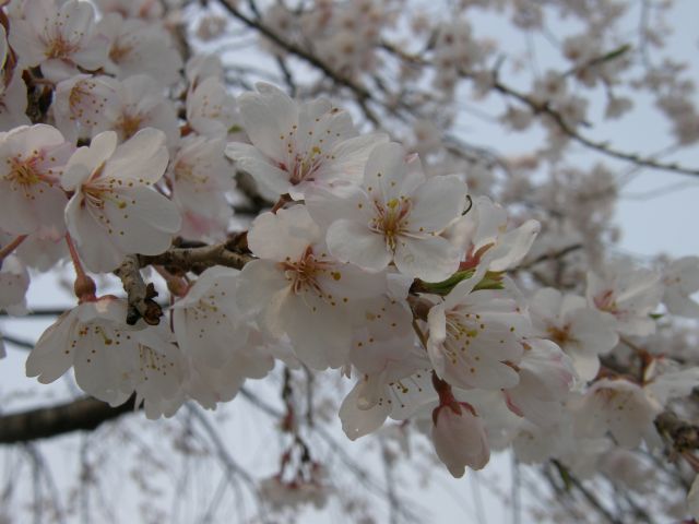 c0042869_2116172.jpg