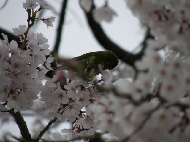 c0042869_21165913.jpg