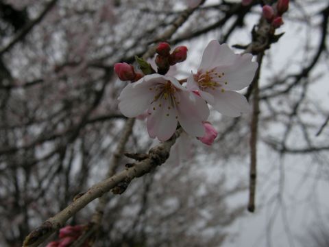 c0042869_2118238.jpg