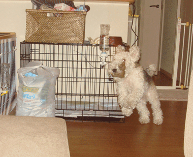 b0091373_14341788.gif